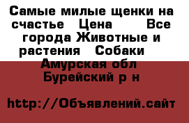 Самые милые щенки на счастье › Цена ­ 1 - Все города Животные и растения » Собаки   . Амурская обл.,Бурейский р-н